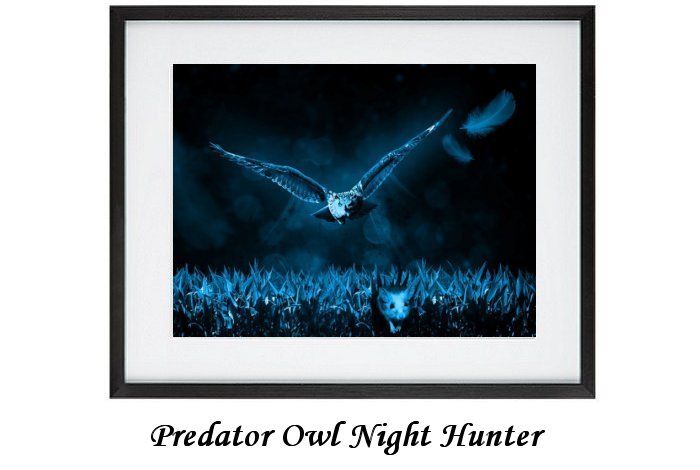 Predator Owl Night Hunter Framed Print